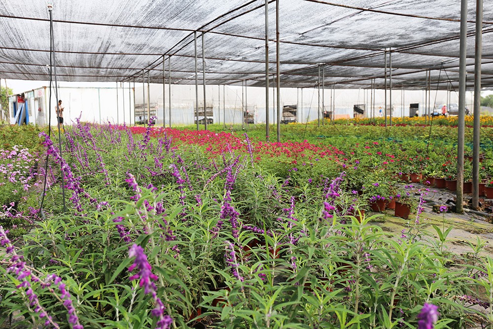 BB贝博艾弗森园林绿化维护